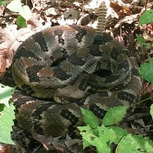 Meet your Posher, Bill